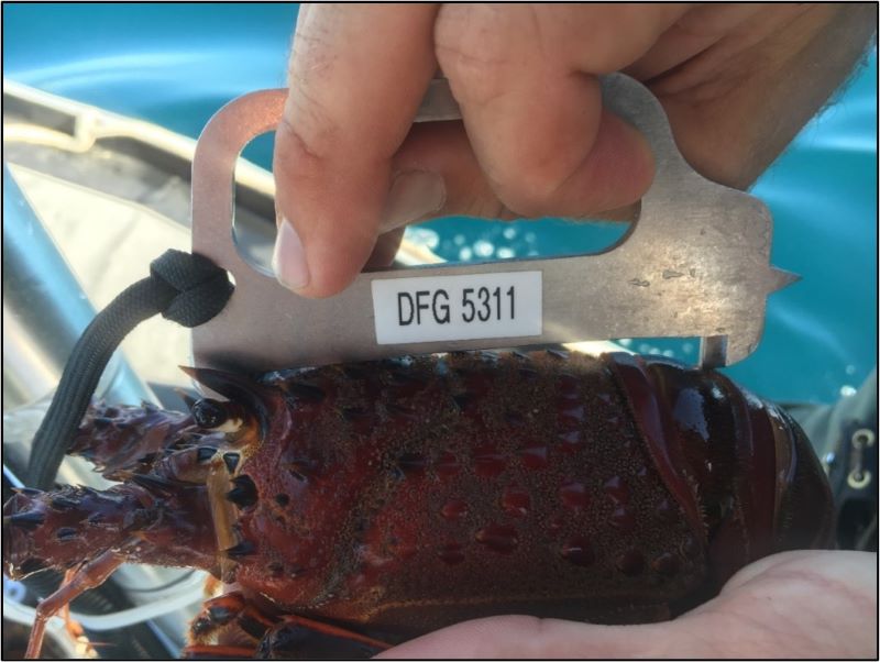 Official measuring the size of the lobster with tool